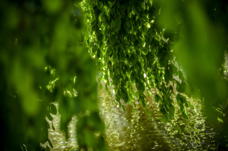 mężczyzna całuje kobietę z rozwianymi włosami